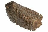 Fossil Woolly Mammoth Molar - Siberia #235036-2